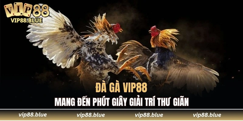Đá Gà VIP88 4 Đà gà VIP88 mang đến phút giây giải trí thư giãn