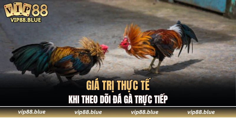 Giá trị thực tế khi theo dõi đá gà trực tiếp