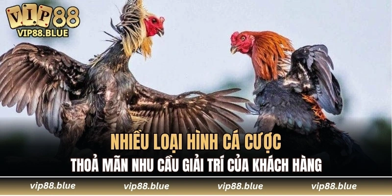 Đá Gà VIP88 6 Nhiều loại hình cá cược thoả mãn nhu cầu giải trí của khách hàng