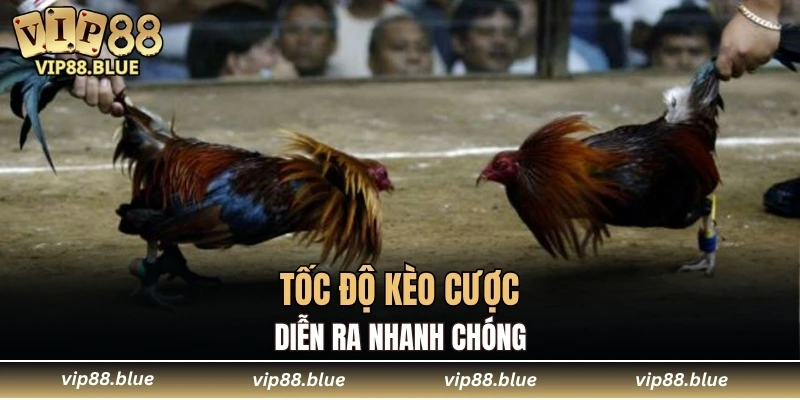 Đá Gà VIP88 5 Tốc độ kèo cược diễn ra nhanh chóng